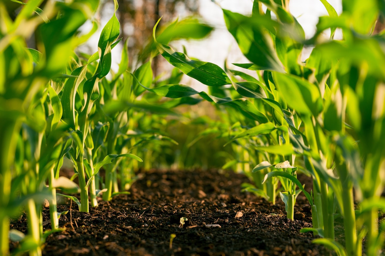 The Link Between Zero Waste and Human Development