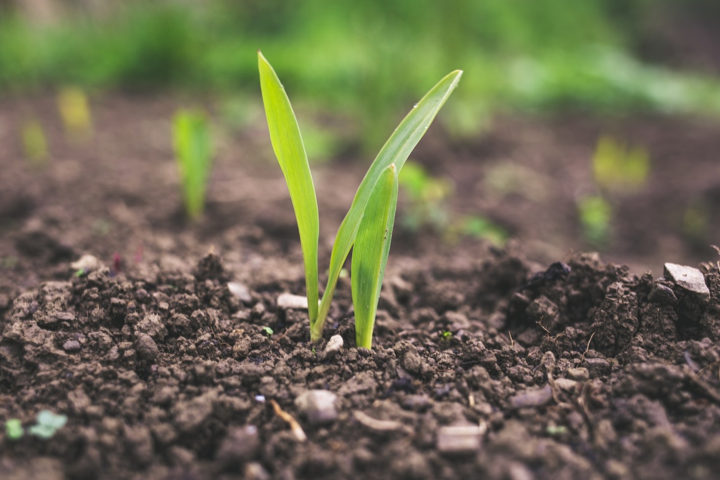 Fostering a Greener Future Through Agriculture